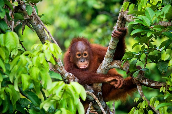 Baby orangutan in the Borneo rain forest