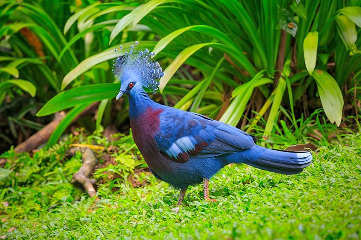 A Victoria crowned pigeon at the Kuala Lumpur Bird Park