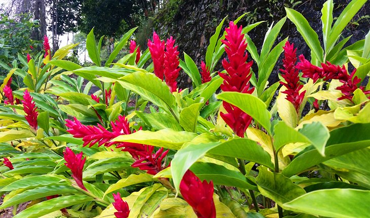 Tropical blooms at the Penang Botanic Gardens