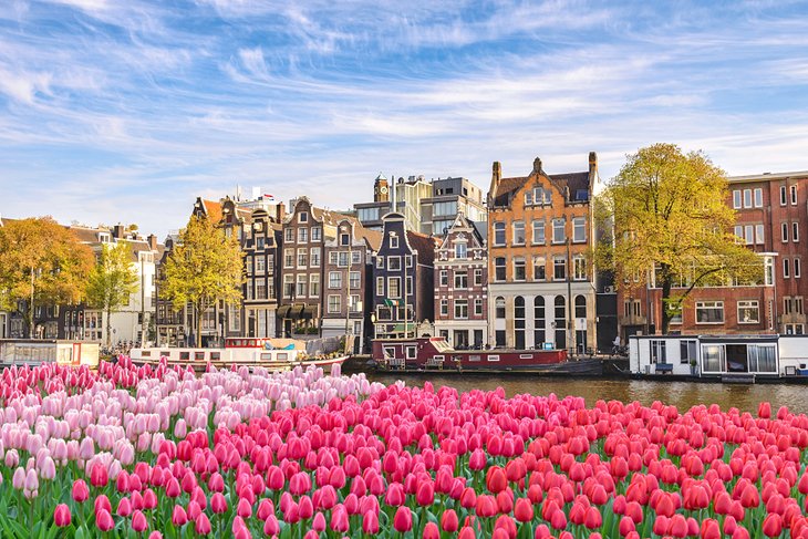 Tulip-lined canal in Amsterdam