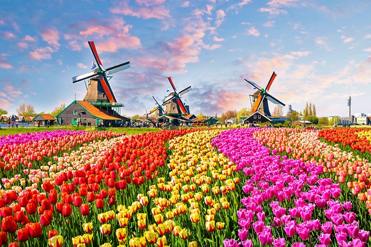 Tulips and windmills in Zaanse Schans