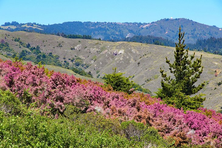 Flowers in Mount Tamalpais State Park
