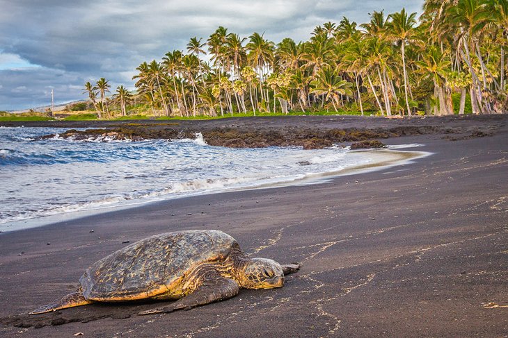 Sea turtle resting on Punalu'u Beach