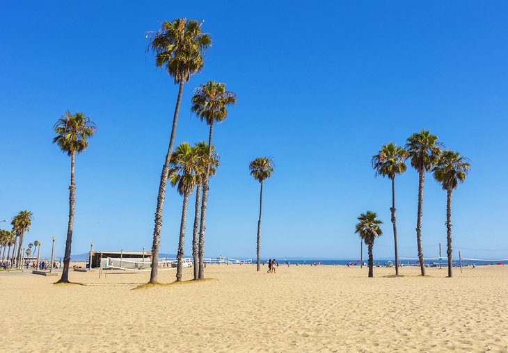 Palm trees on Venice Beach