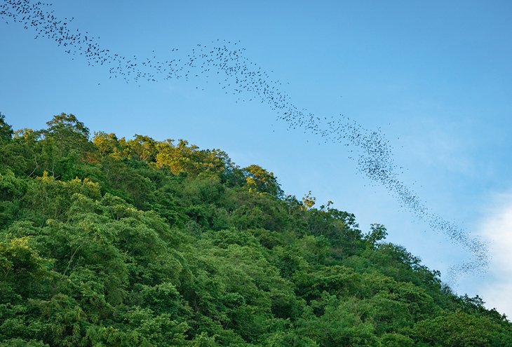 Thousands of bats flying above Khao Yai National Park
