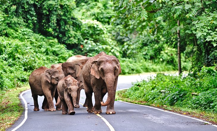 Wild elephants on the road in Khao Yai