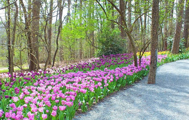 Tulips at Garvan Woodland Gardens