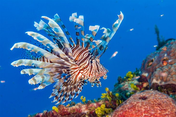 Common lionfish swimming on a coral reef in the Abacos