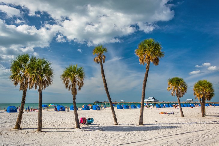 Palm trees on Clearwater Beach