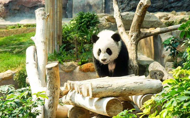 Giant panda at the Panda Pavilion