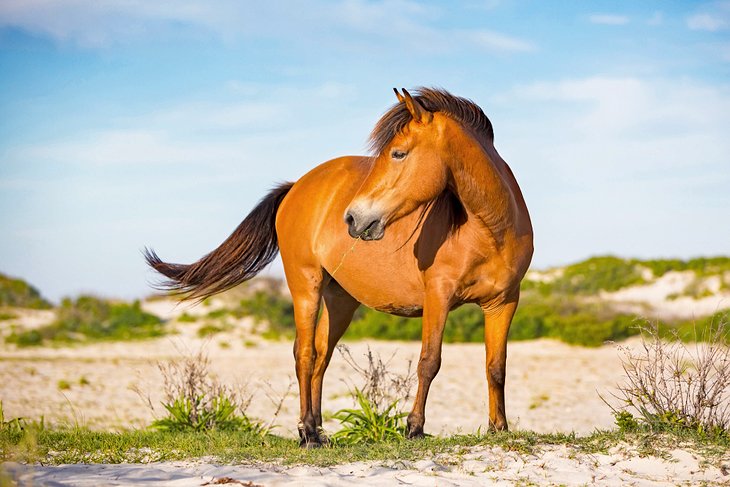 A wild horse on Assateague Island