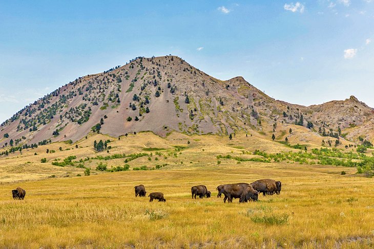 Bear Butte with Bison