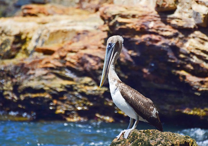 Brown pelican on the rocks near Macqueripe Bay