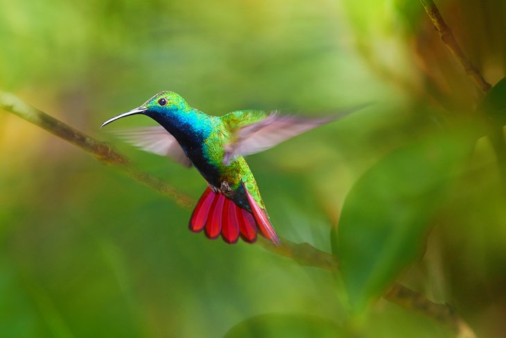Black-throated mango hummingbird hovering in the Main Ridge Forest Reserve