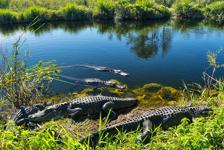 Alligators in the Everglades