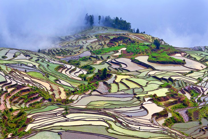 Rice paddies in Yunnan Province