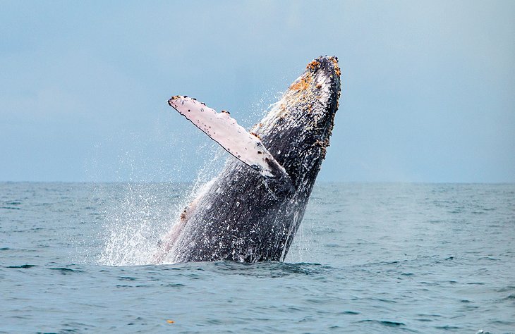 Humpback whale near Guachalito