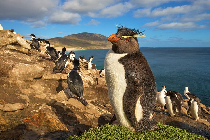 Rockhopper penguins on Saunders Island