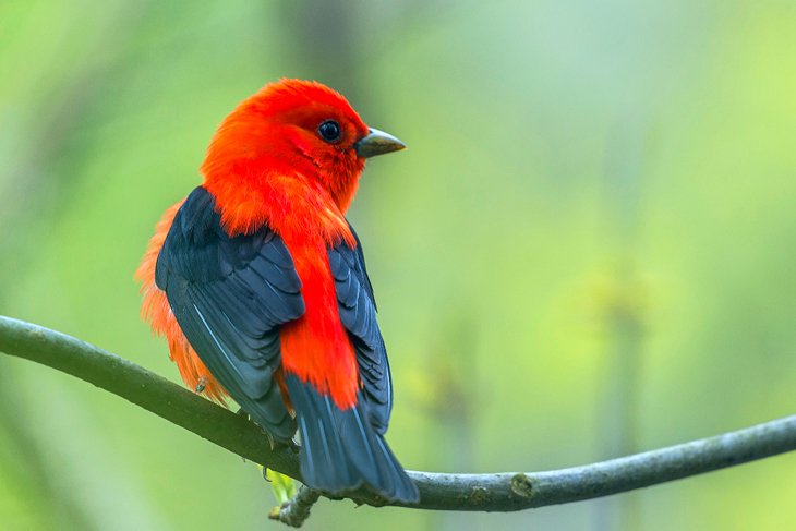 Scarlet tanager in the Magee Marsh