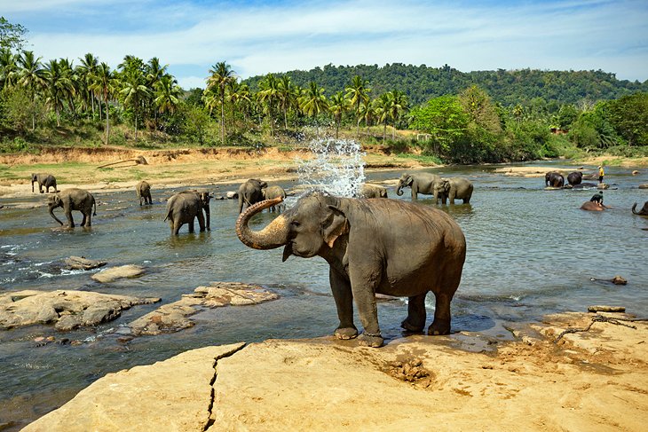 Bathing elephants at the Pinnawala Elephant Orphanage