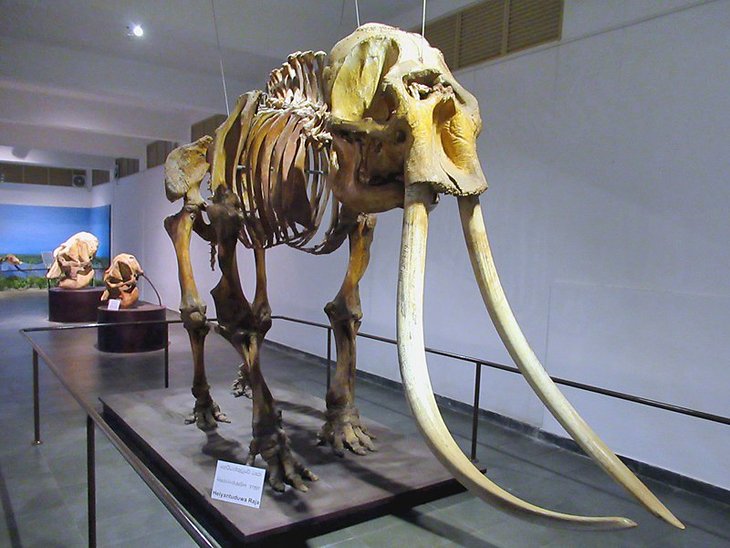 Elephant skeleton at the National Museum of Natural History