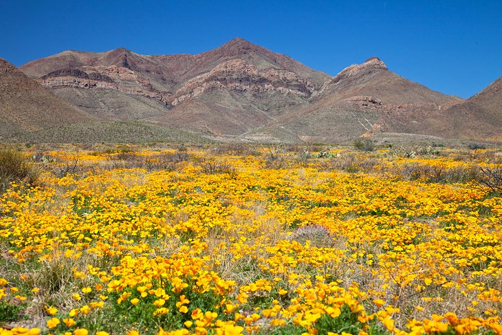 Wildflowers at the base of the Franklin Mountains