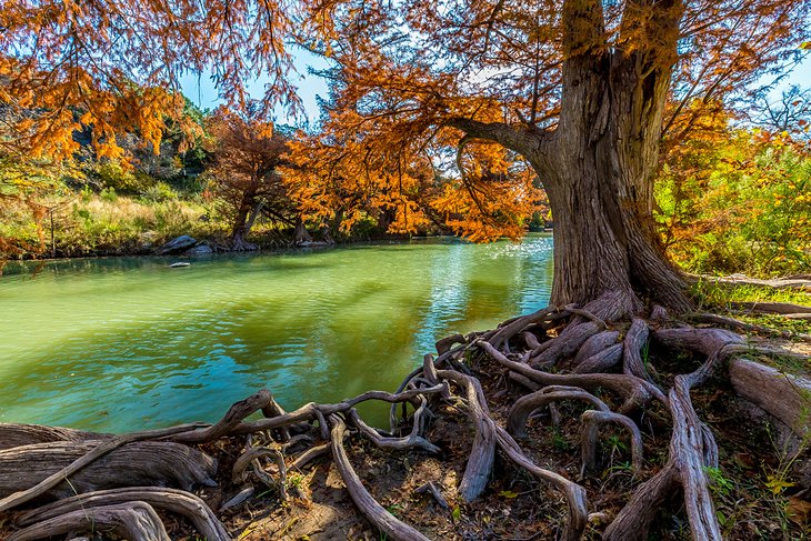 Cypress trees at Guadalupe River State Park