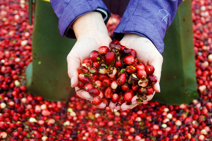 Wisconsin cranberries