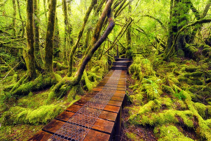 The Overland Track through mossy forest in Cradle Mountain-Lake St. Clair National Park