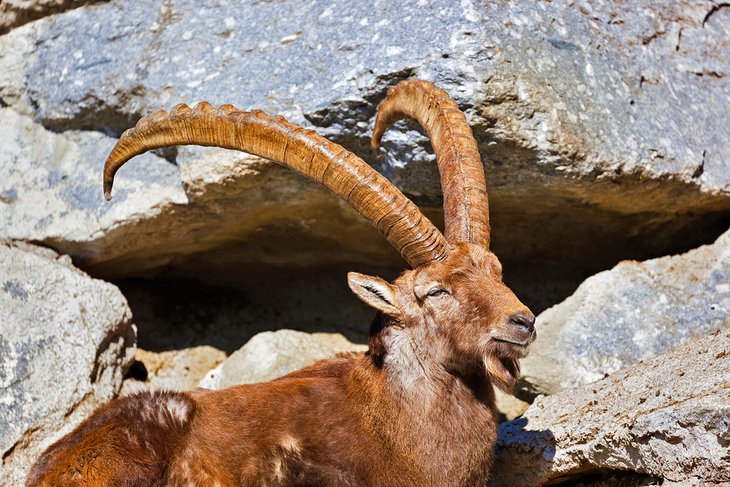 Alpine ibex at the Alpenzoo Innsbruck
