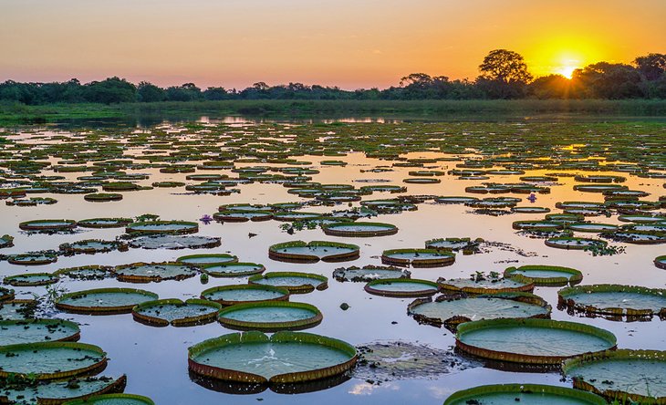 Wetlands in the Pantanal at sunset