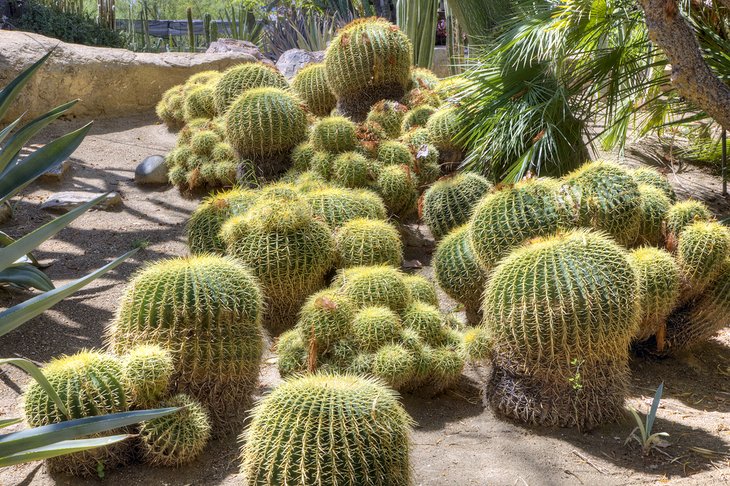 Barrel cactus at the Moorten Botanical Gardens and Cactarium