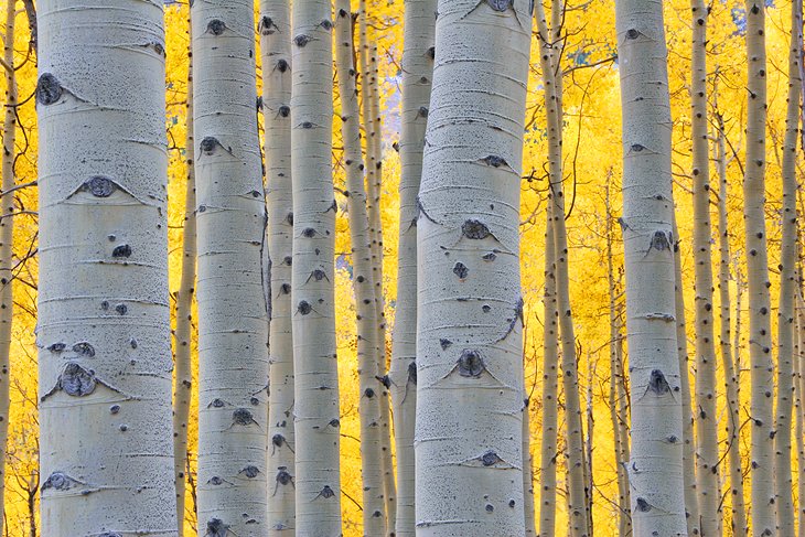 Aspen trees in the fall near Aspen, Colorado