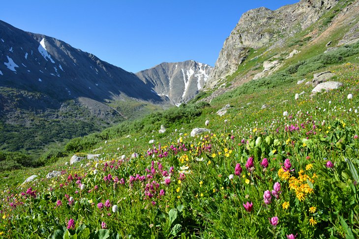 Alpine flowers near Breckenridge
