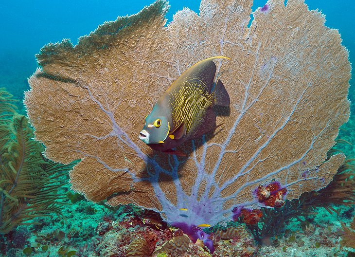 French angel fish in Bonaire