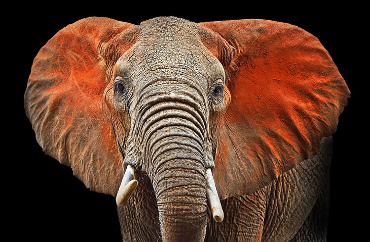 Bull elephant covered in the red dust of Tsavo National Park
