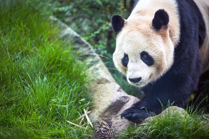 Giant panda at the Edinburgh Zoo