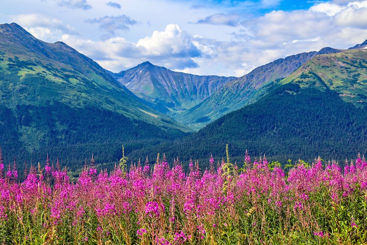 Fireweed in Anchorage