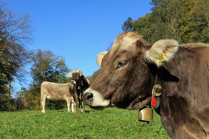 Cows with bells on a sunny day in Liechtenstein