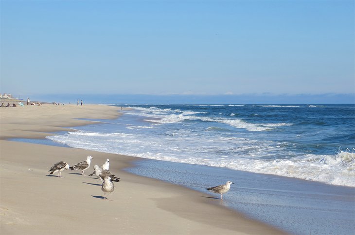 Seagulls on Coopers Beach