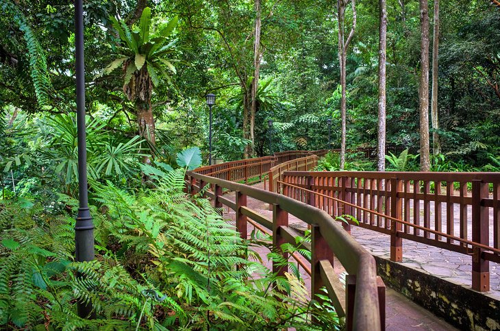Walkway through the Bukit Timah Nature Reserve