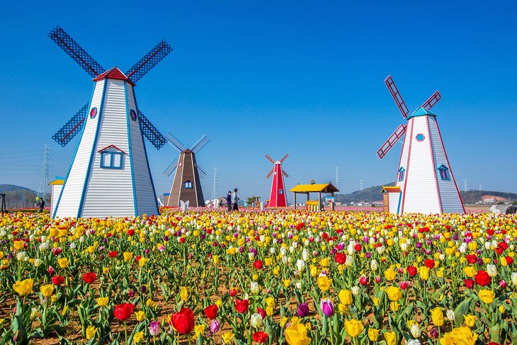 Tulips and windmills in Holland, Michigan