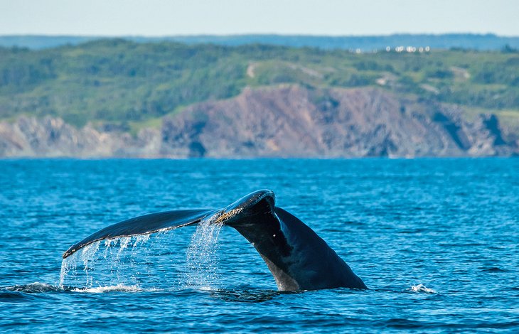Humpback whale off Newfoundland