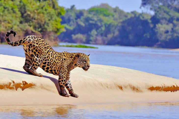 Jaguar on the banks of the Cuiaba River, Pantanal Wetland, Brazil