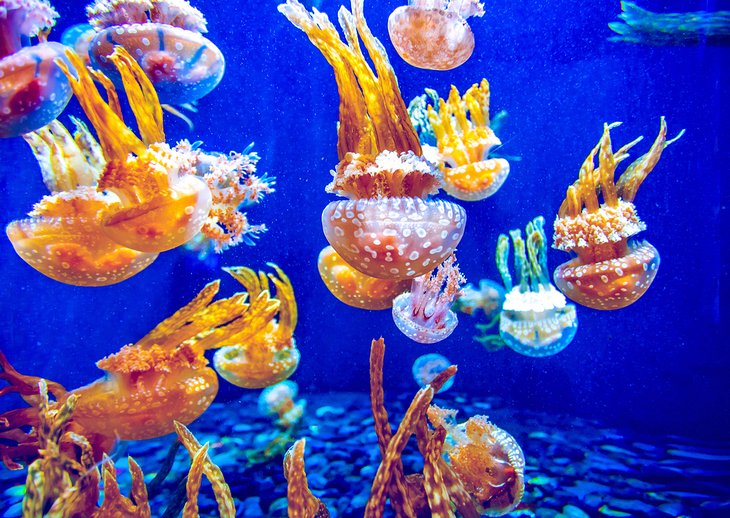 Colorful jellyfish at the Vancouver Aquarium