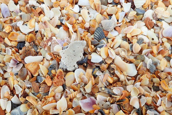 Shells at Mickler's Landing Beachfront Park