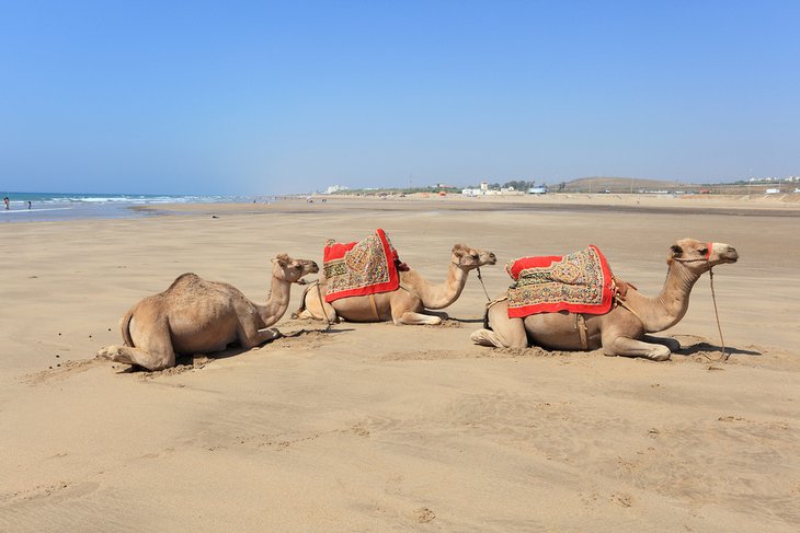 Camels on the beach in Asilah, Morocco