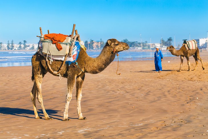 Camels on Essaouira Beach