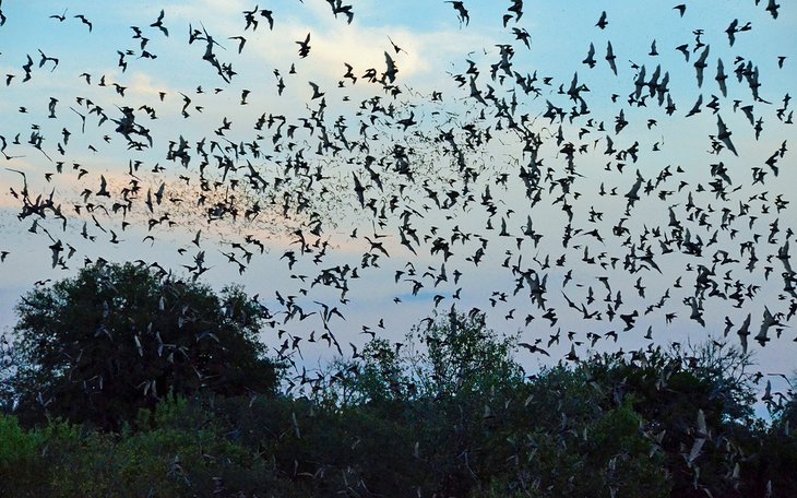 Mexican free-tailed bats emerging into the evening