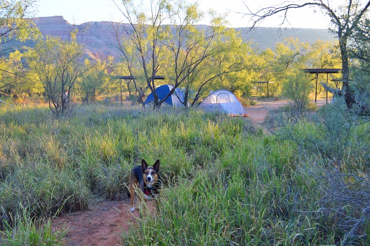 Camping with pets at Palo Duro Canyon State Park